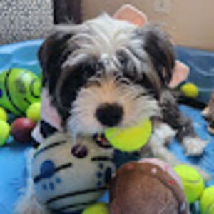 Meet your Posher, Janelle